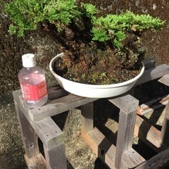 岩松（イワヒバ）1の画像