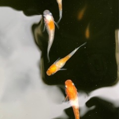 めだか／紅白の画像