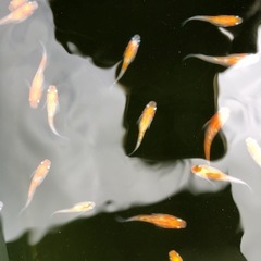 めだか／紅白の画像