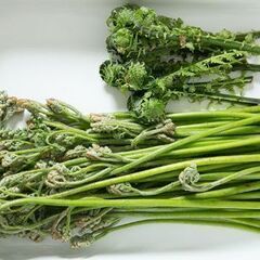 山菜採り