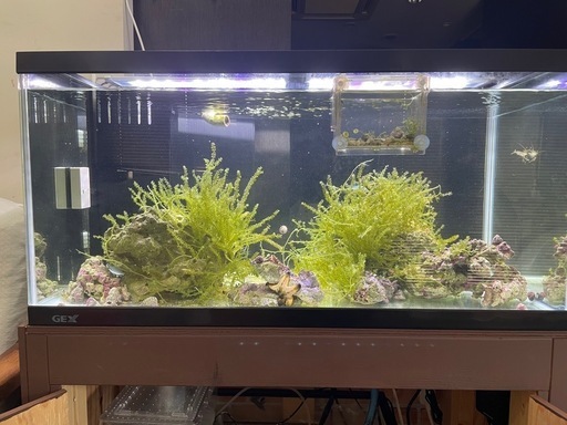 90cmオーバーフロー水槽