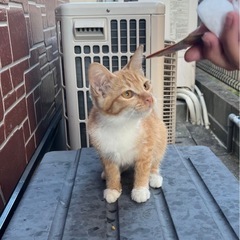 生後5ヶ月位の茶白子猫