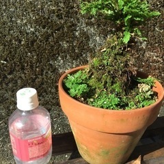 岩松 鉢植え 4の画像