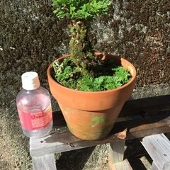 岩松 鉢植え 4の画像