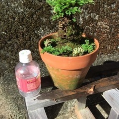 岩松 鉢植え 4の画像