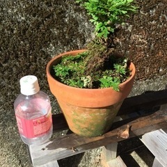 岩松 鉢植え 4の画像