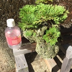 岩松 サンゴ石付きの画像