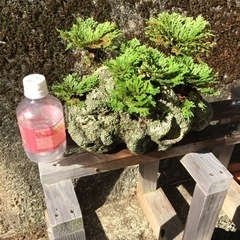 岩松 サンゴ石付きの画像