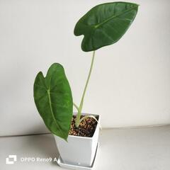 観葉植物　アロカシア・グリーンベルベット