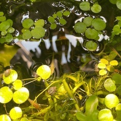 メダカ浮草セット