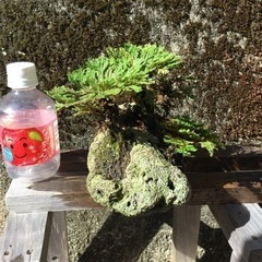 岩松 サンゴ石付きの画像