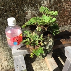 岩松 サンゴ石付きの画像