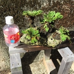 岩松 サンゴ石付きの画像