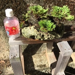 岩松 サンゴ石付きの画像