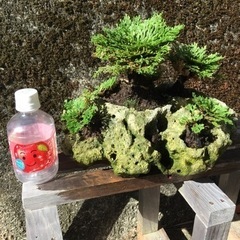 サンゴ石付き岩松の画像