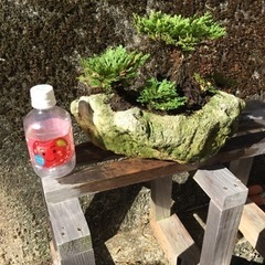サンゴ石付き岩松の画像