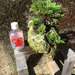 サンゴ石付き岩松の画像