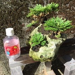 サンゴ石付き岩松の画像