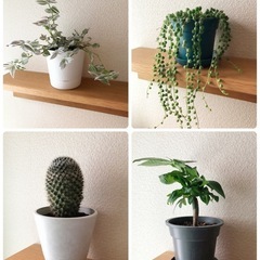 観葉植物　4点セット　特別価格