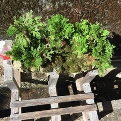 岩松 5の画像