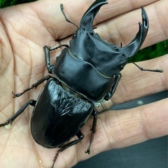 (ご予約済)イベント用国産オオクワガタ19ペアーNO.108