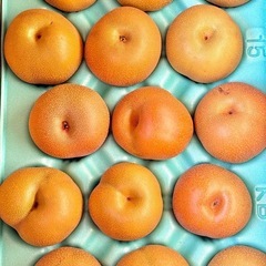 受付終了・
新潟県産『豊水』赤梨訳あり5kg⑤