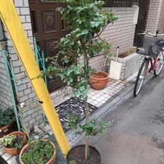 【お話中】差し上げます★トキワマンサク★赤花★約150cm