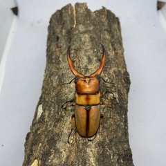 新成虫　アスタコイデスノコギリ　ブランカルディ