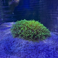 スターポリプ/Star Polyps | CORAL ROOM