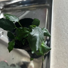 水草 アヌビスナナ キングコングウェーブリーフ(水上葉) アクアリウム用品の画像