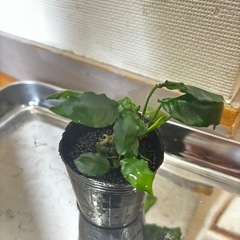 水草 アヌビスナナ キングコングウェーブリーフ(水上葉) アクアリウム用品の画像