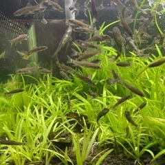 ドクターフィッシュ（足湯などにいる魚）の画像