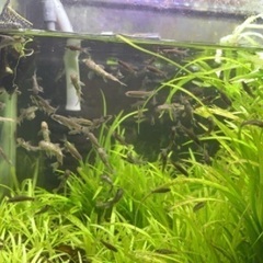 ドクターフィッシュ（足湯などにいる魚）の画像