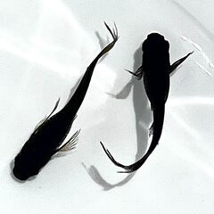 売り切れ　サタン（オロチヒレ長）メダカ　10匹