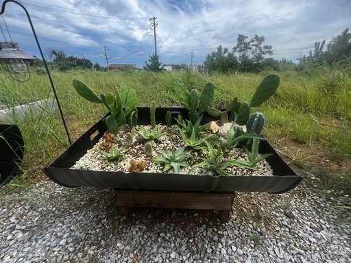 ユニークなドラム缶プランター - サボテン付き！