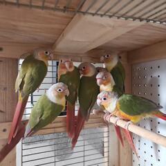 ウロコインコ6羽　6羽での引取希望です