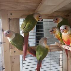 ウロコインコ6羽　6羽での引取希望です - その他