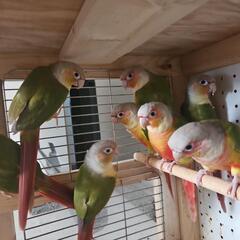 ウロコインコ6羽　6羽での引取希望です - 神戸市