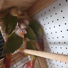 ウロコインコ6羽　6羽での引取希望です − 兵庫県