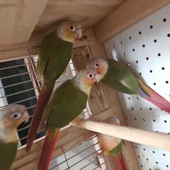 ウロコインコ6羽　6羽での引取希望です - 里親募集