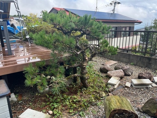 松　庭木