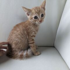 茶トラ　子猫　生後1ヶ月くらい　オス