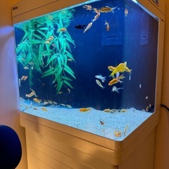 金魚　