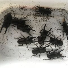 天然コクワガタ　ペアの画像