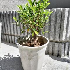 ガジュマル①約４０cm