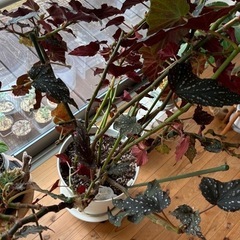 木立ベゴニアの画像