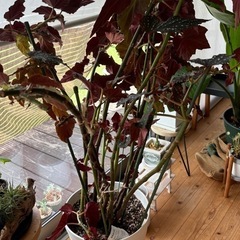 木立ベゴニアの画像