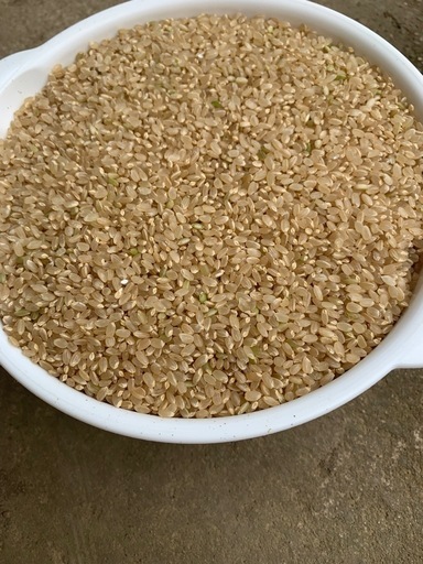 令和6年コシヒカリ玄米30キロ、色選選別してお渡しします