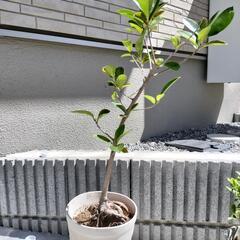 ガジュマル②地面から約７０cm