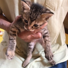 元気いっぱいの赤ちゃん猫です🐱